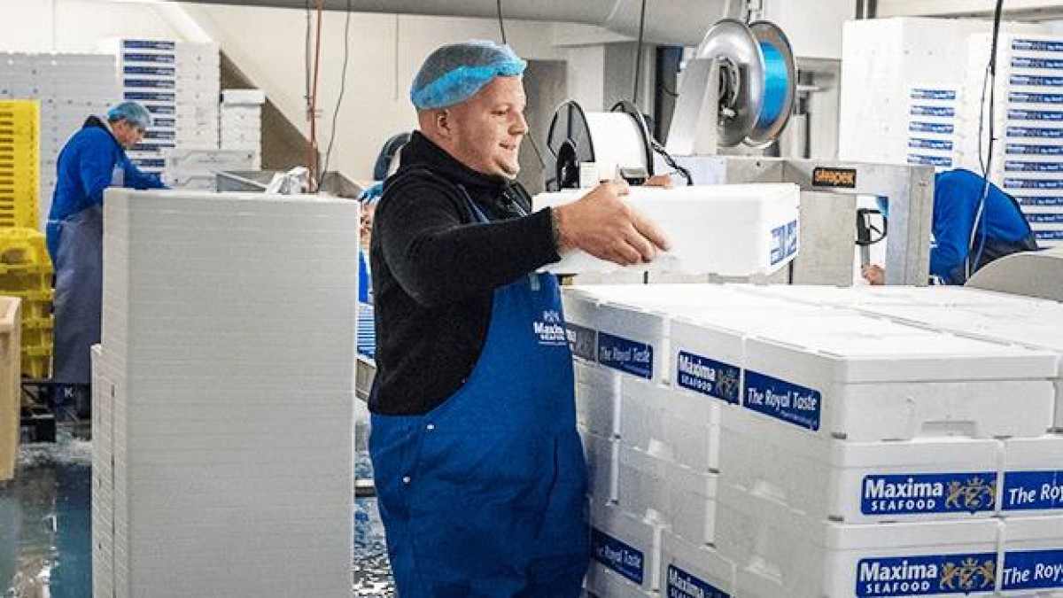 Japanse reus heeft beet bij visbedrijf uit IJmuiden