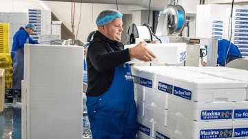 Japanse reus heeft beet bij visbedrijf uit IJmuiden