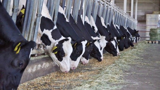 FrieslandCampina verkoopt Nutrifeed aan Denkavit