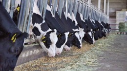 FrieslandCampina verkoopt Nutrifeed aan Denkavit