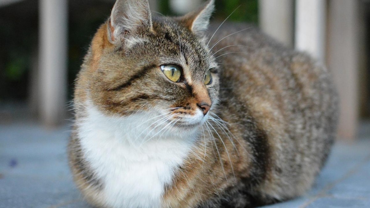 Gimv koopt huisdierenbedrijf AgroBiothers