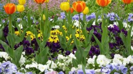 Bloemenbezorger haalt miljoenen op bij investeerders