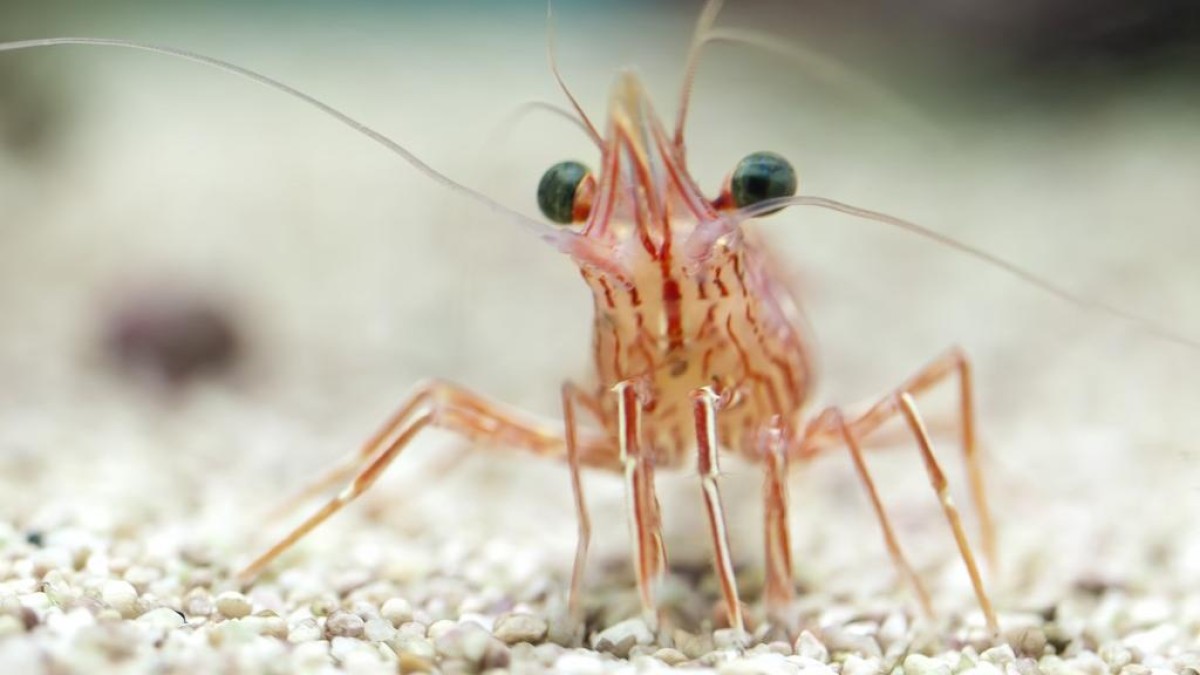 H2 Equity koopt garnalenverwerker Klaas Puul