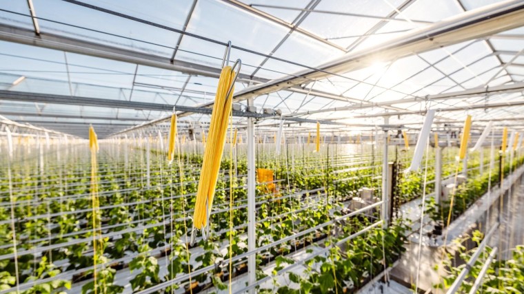 Tomatenhakenwikkelbedrijf Bato neemt branchegenoot over