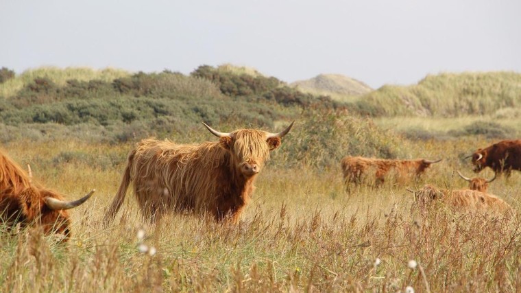 DSM koopt Braziliaanse voertechneut voor koeien