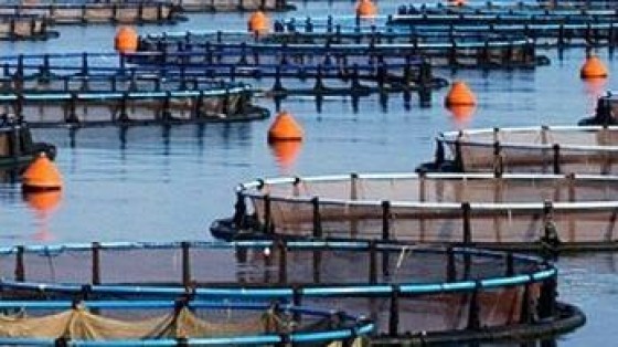 Lazard, Allen & Overy, Bain, Deloitte, ING, Leonardo, De Brauw en Hill + Knowlton bij overnamebod Nutreco