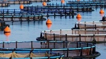 Lazard, Allen & Overy, Bain, Deloitte, ING, Leonardo, De Brauw en Hill + Knowlton bij overnamebod Nutreco