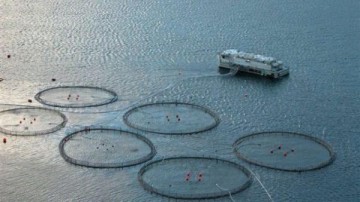 8 vragen aan Casper Hamersma (DLA Piper) over de verkoop van visvoerbedrijf INVE Aquaculture (310 miljoen euro)