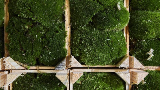 Bolster in bedrijf - De kracht van snijgroen