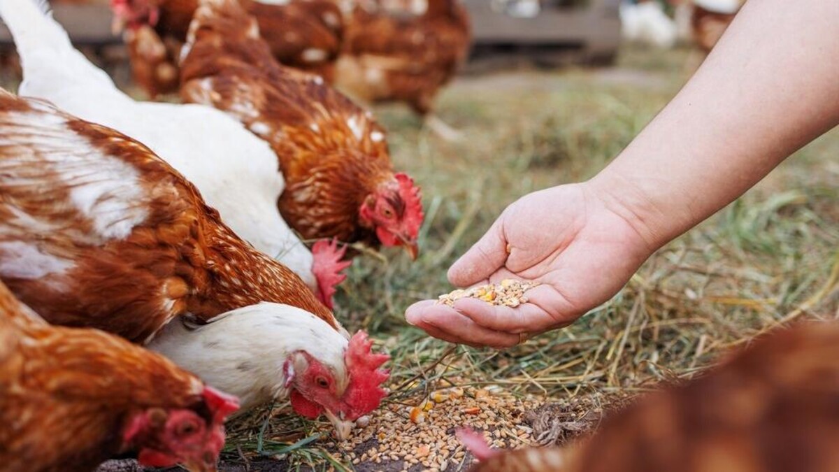 Hendrix Genetics neemt Portugese pluimveefokker Pintobar over.