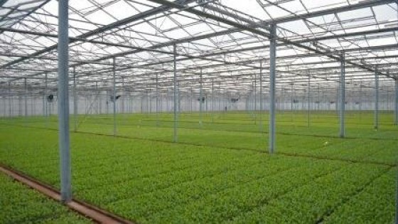 Failliet Limburgs kweekbedrijf maakt doorstart na overname