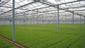 Failliet Limburgs kweekbedrijf maakt doorstart na overname