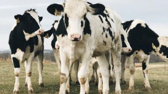 FrieslandCampina wil delen Duitse activiteiten verkopen