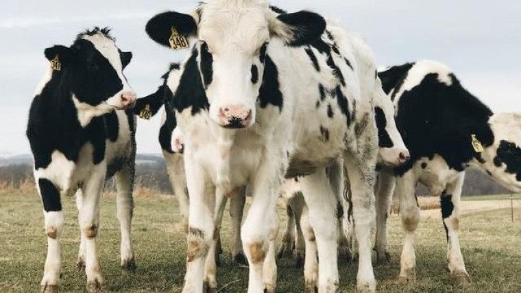 FrieslandCampina wil delen Duitse activiteiten verkopen