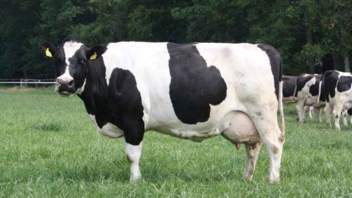 FrieslandCampina staat op het punt om de grootste buitenlandse overname in de historie van Pakistan te doen