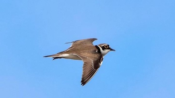 Investeerder CVC haakt af in strijd om Intertrust