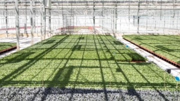 Investeerder Larendael koopt failliete biologische plantenkwekerij