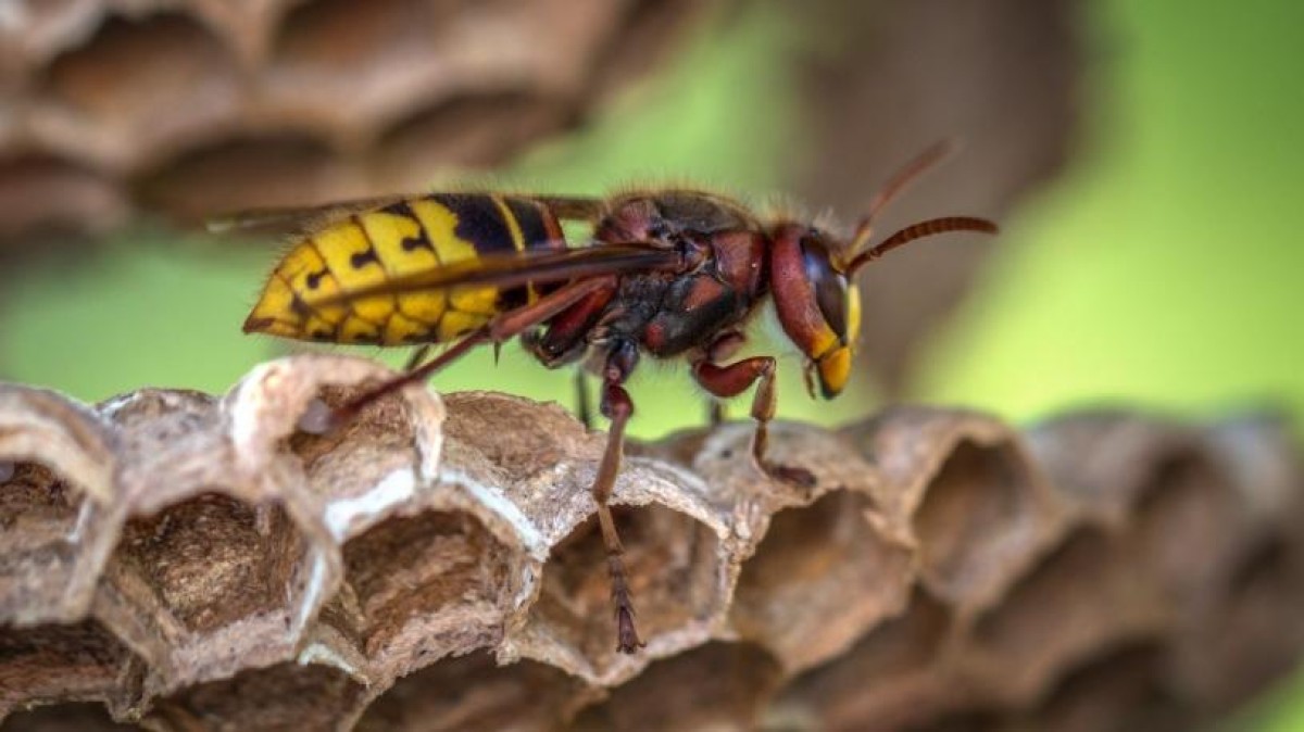 Pensioenfonds Vervoer stopt 300 miljoen in klimaat