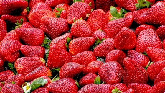 Fusie in de wereld van de Nederlandse aardbeientelers