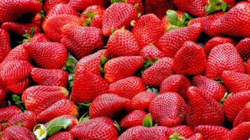 Fusie in de wereld van de Nederlandse aardbeientelers