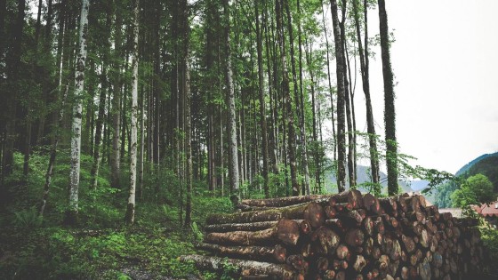 Ingka Group neemt bosgrond over voor 720 miljoen euro