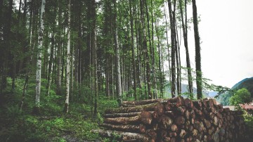 Ingka Group neemt bosgrond over voor 720 miljoen euro