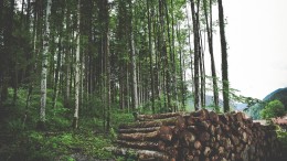 Ingka Group neemt bosgrond over voor 720 miljoen euro