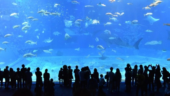 Synergia stapt in vijvers en aquaria