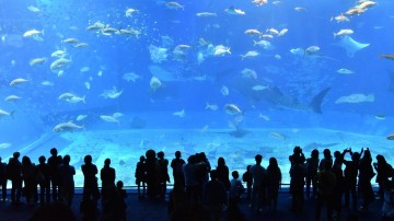 Synergia stapt in vijvers en aquaria