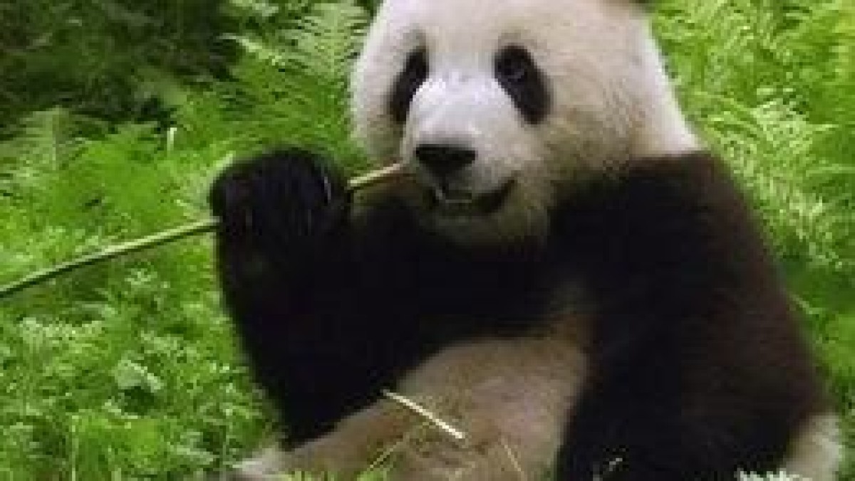 Robeco start Aziatisch private equity fonds voor rendement op milieu