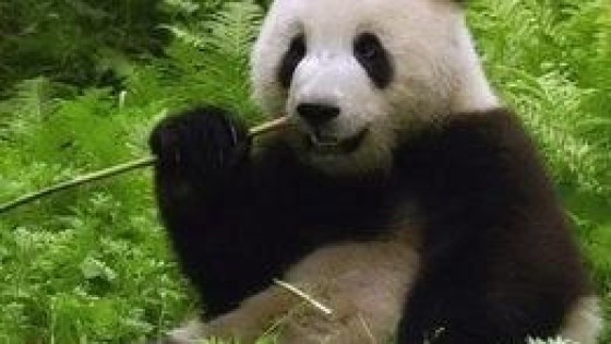 Robeco start Aziatisch private equity fonds voor rendement op milieu