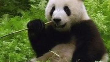 Robeco start Aziatisch private equity fonds voor rendement op milieu