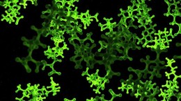 24 miljoen dollar voor Nederlandse AI-platform biologen