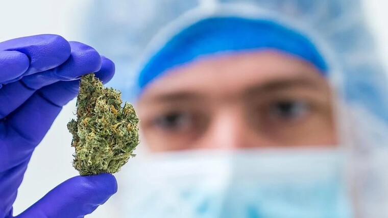 Groningse teler medicinale wiet over de kop
