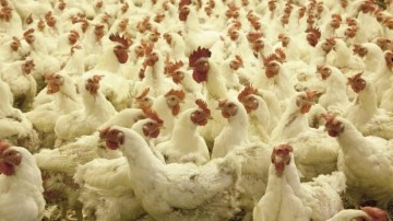 ForFarmers breidt uit in Polen met overname