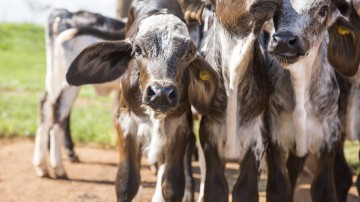 Autobedrijf Pon verkoopt fokbedrijf voor rundvee aan CVC