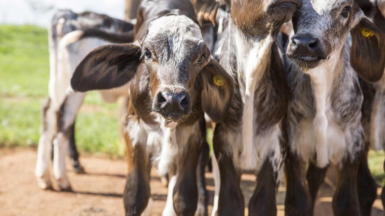 Autobedrijf Pon verkoopt fokbedrijf voor rundvee aan CVC