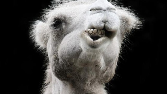 Nuon-moeder mag energiebedrijf Delta inlijven