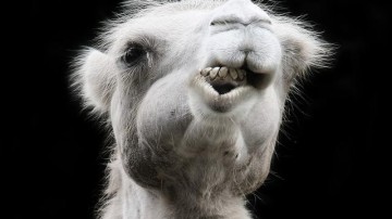 Nuon-moeder mag energiebedrijf Delta inlijven