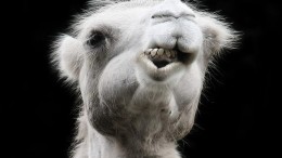 Nuon-moeder mag energiebedrijf Delta inlijven