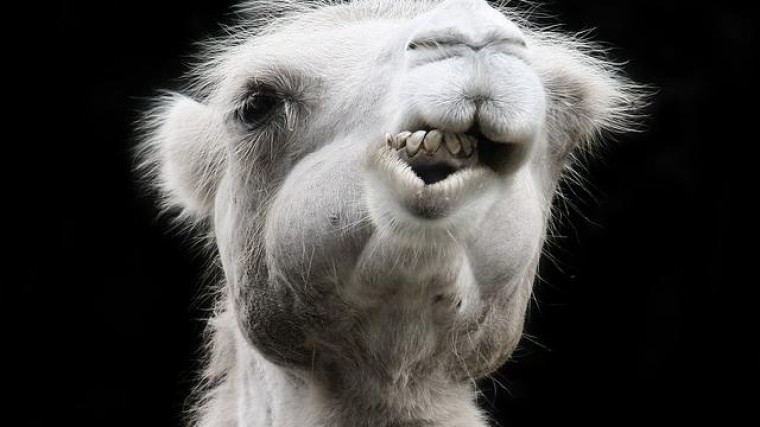 Nuon-moeder mag energiebedrijf Delta inlijven