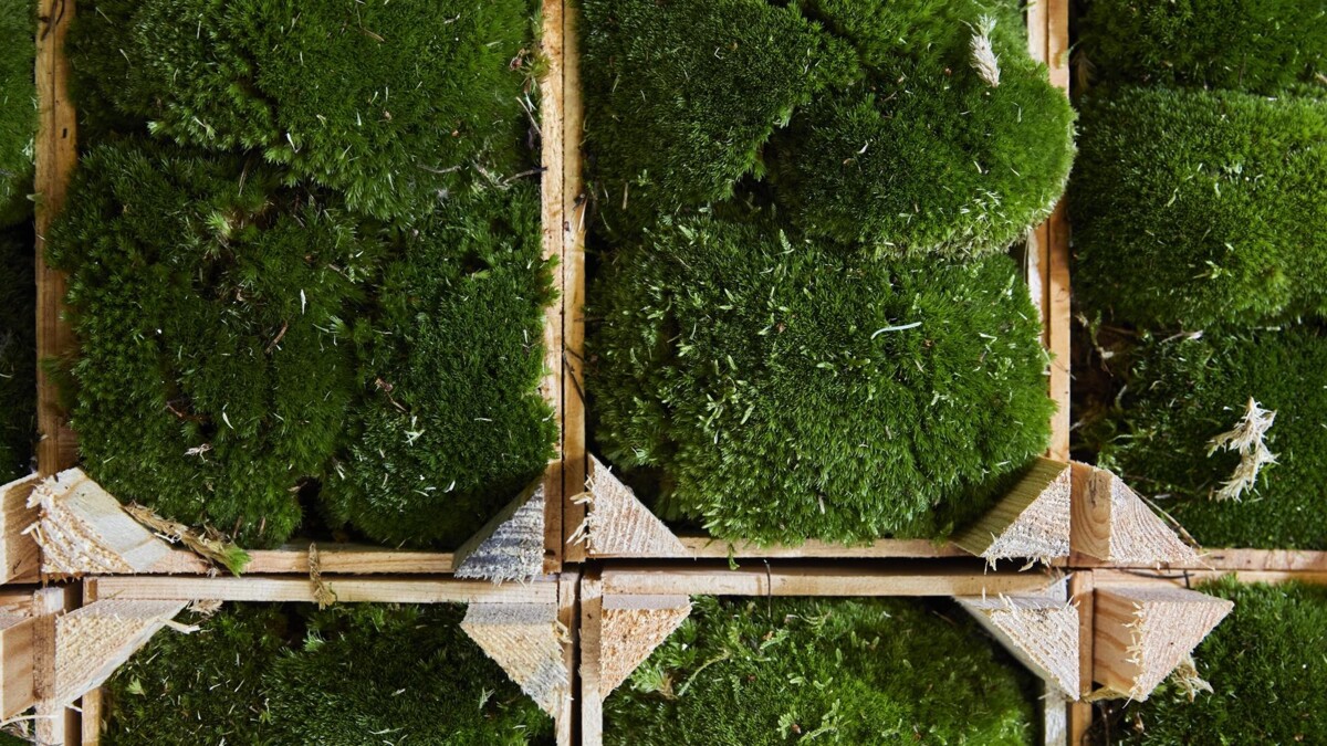 Bolster in bedrijf - De kracht van snijgroen