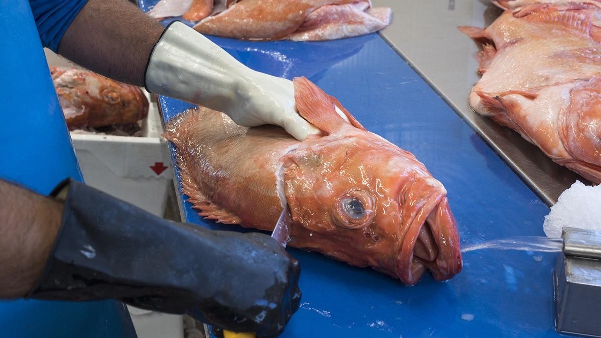 Urker visbedrijf rondt tweede overname in vijf jaar af
