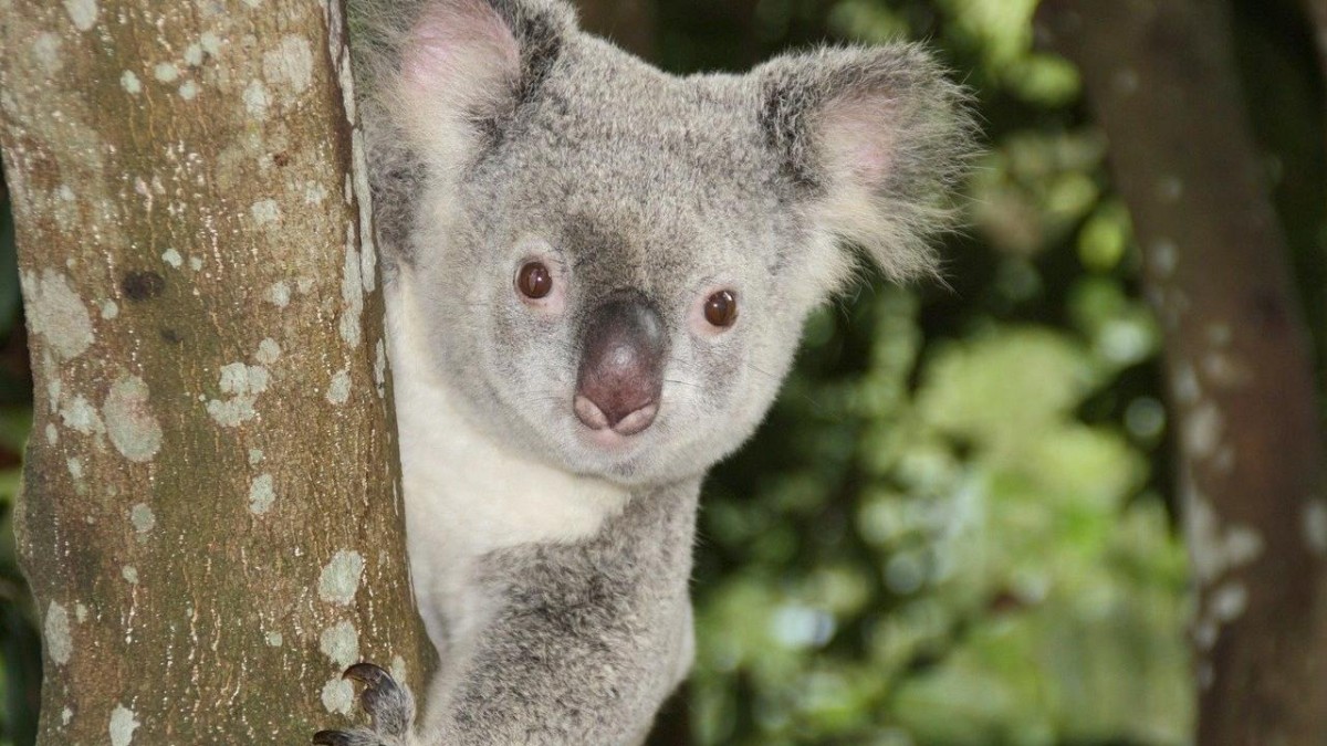 Australische pensioenfondsen fuseren tot biljoenenbeleggers