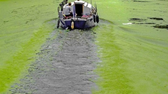Groeigeld voor Veenendaalse algenkweker