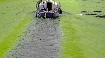 Groeigeld voor Veenendaalse algenkweker