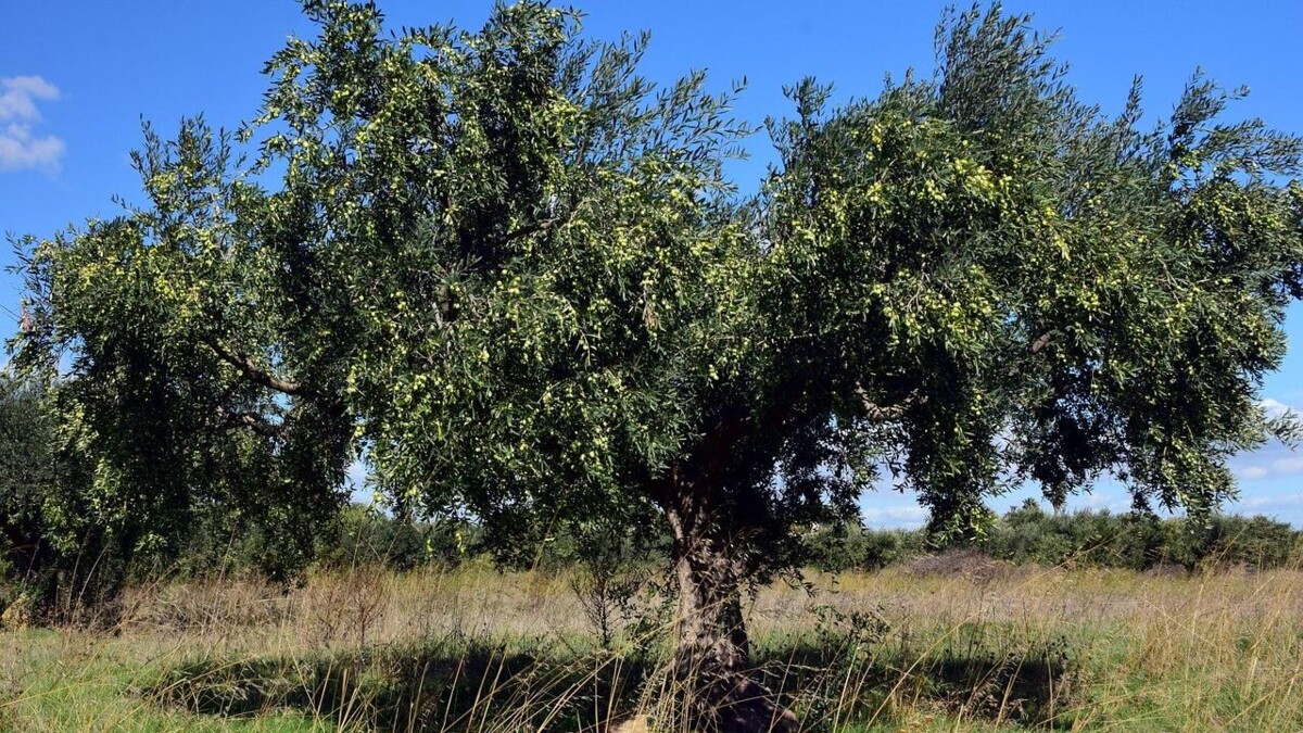 Van Lanschot Kempen koopt Portugese olijfboomgaard van vierhonderd hectare.
