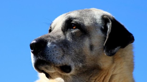 Britten laten tanden zien bij miljardendeal Arm