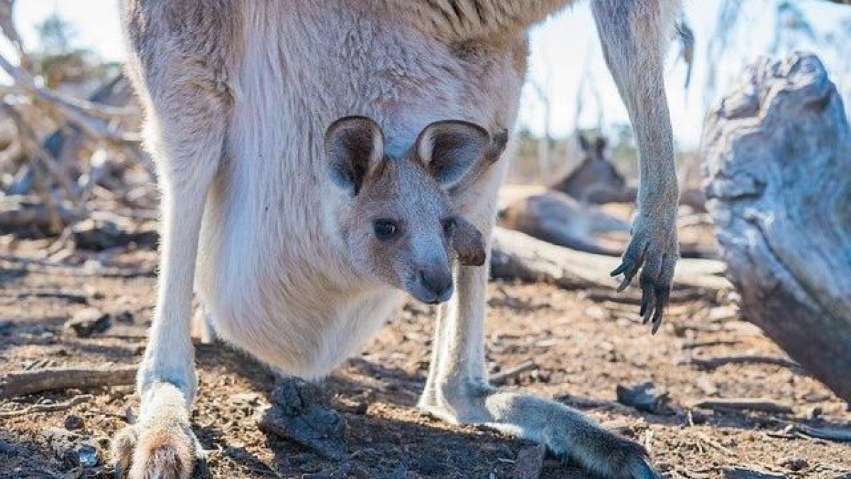 Shell neemt Australisch Select Carbon over