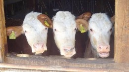 Alfa Accountants en Adviseurs neemt agrarische portefeuille Mazars over